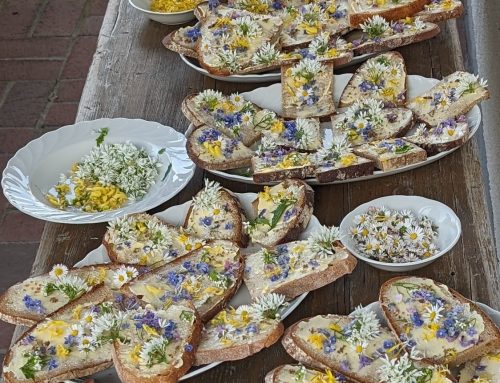 Löwenzahn – heimisches Superfood